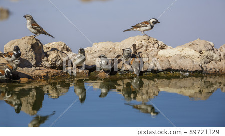 Cape Sparrow in Kgalagadi transfrontier park, South Africa 89721129