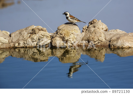 Cape Sparrow in Kgalagadi transfrontier park, South Africa Cape Sparrow in Kgalagadi transfrontier park, South Africa 89721130