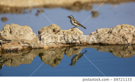 Cape Sparrow in Kgalagadi transfrontier park, South Africa Cape Sparrow in Kgalagadi transfrontier park, South Africa 89721133
