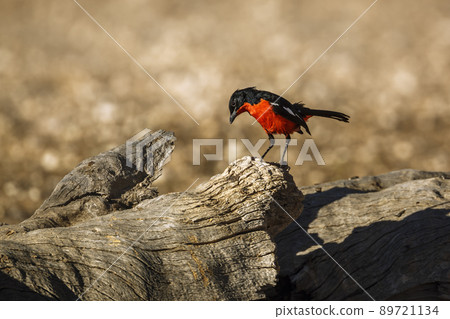 Crimson breasted Gonolek in Kgalagadi transfrontier park, South Africa 89721134