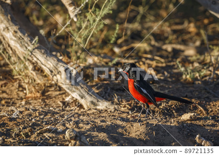 Crimson breasted Gonolek in Kgalagadi transfrontier park, South Africa 89721135