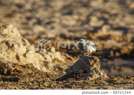 Gabar Goshawk in Kgalagadi transfrontier park, South Africa Gabar Goshawk in Kgalagadi transfrontier park, South Africa 89721144