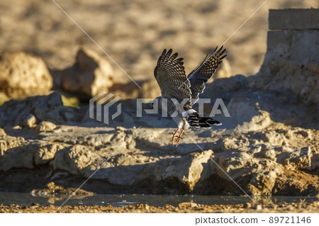 Gabar Goshawk in Kgalagadi transfrontier park, South Africa Gabar Goshawk in Kgalagadi transfrontier park, South Africa 89721146