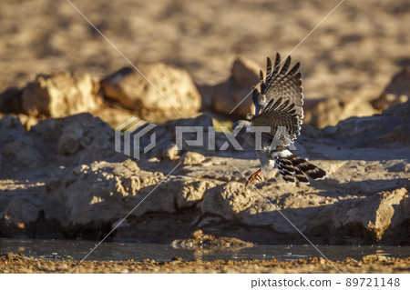 Gabar Goshawk in Kgalagadi transfrontier park, South Africa Gabar Goshawk in Kgalagadi transfrontier park, South Africa 89721148