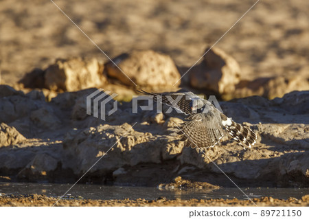 Gabar Goshawk in Kgalagadi transfrontier park, South Africa 89721150