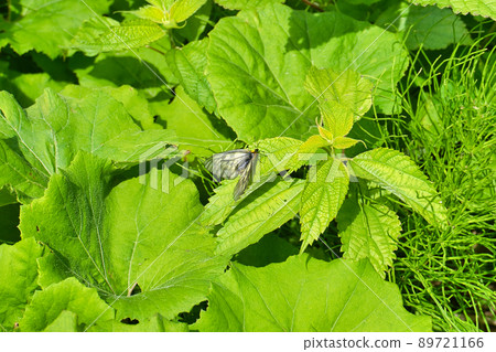 An insect that seems to be a Parnassius glacialis found in the mountains of Toyama Prefecture in May 89721166