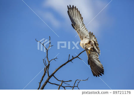 Lanner Falcon in Kgalagadi transfrontier park, South Africa 89721176