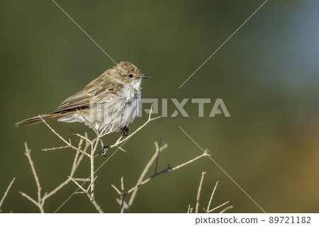 Mariqua Flycatcher in Kgalagadi transfrontier park, South Africa 89721182
