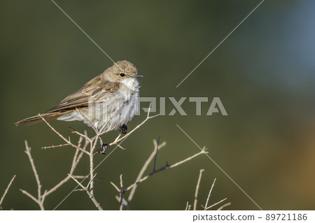 Mariqua Flycatcher in Kgalagadi transfrontier park, South Africa 89721186