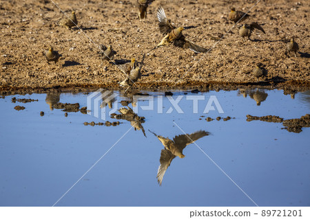 Namaqua Sandgrouse in Kgalagadi transfrontier park, South Africa Namaqua Sandgrouse in Kgalagadi transfrontier park, South Africa 89721201