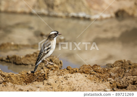 White browed Sparrow Weaver in Kgalagadi transfrontier park, South Africa White browed Sparrow Weaver in Kgalagadi transfrontier park, South Africa 89721269