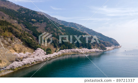 Cherry blossoms in full bloom at Kaizu Osaki in Takashima City, Shiga Prefecture 89721337