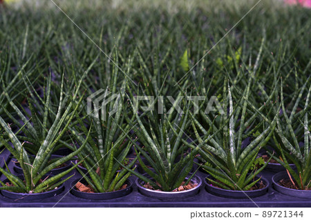 Sansevieria boncellensis 89721344