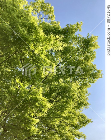 青葉秋葉 89721648