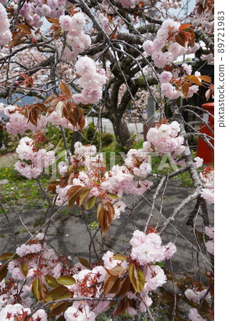 光善寺是長野縣駒根市赤穗的天台宗特別總寺。 89721983
