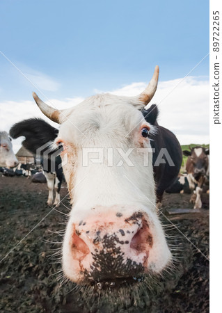 Close up portrait of curious cow among herd of cows and bulls. Dairy farm animals are grazing in paddock. Animal husbandry in countryside. Close up portrait of curious cow among herd of cows and bulls. Dairy farm animals are grazing in paddock. Animal husbandry in countryside. 89722265
