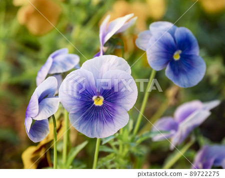 Blooming Viola tricolor, also known as wild pansy, Johnny Jump up, heartsease, heart's delight, tickle-my-fancy, Jack-jump-up-and-kiss-me, come-and-cuddle-me, three faces in a hood, love-in-idleness, 89722275