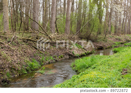 Creek and green surroundings in the nature park of Saeffelen, Germany 89722872