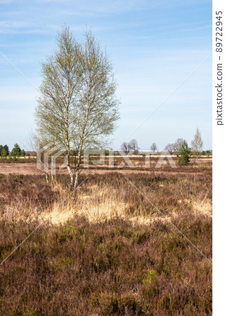 Brown and yellow grass fields of the Campine moorland national park Brown and yellow grass fields of the Campine moorland national park 89722945