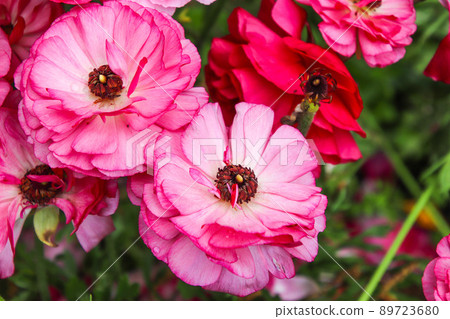 Ranunculus Flower Ranunculus Flower 89723680