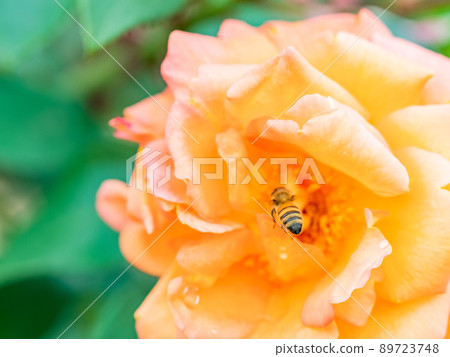 Beautiful scenery of early summer: Cute bees collecting nectar from roses in full bloom 89723748