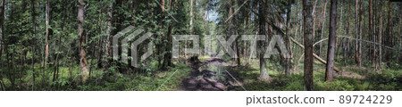 Panoramic view of a impassable road in a forest Panoramic view of a impassable road in a forest 89724229