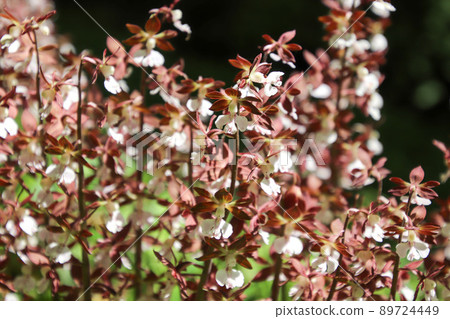 Ebine flowers 89724449