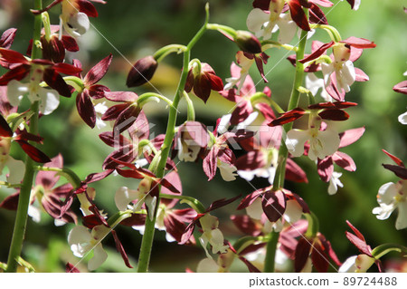 Ebine flowers Ebine flowers 89724488