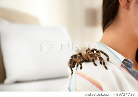 Young woman with striped knee tarantula on shoulder at home, closeup. Space for text 89724758