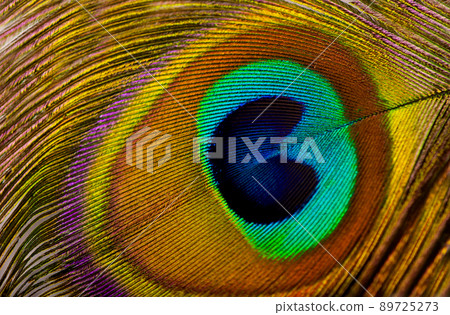 peacock feather. Macro of peacock feather isolated on white 89725273
