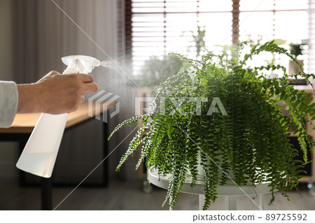 Woman spraying fern indoors, closeup. Home plant 89725592