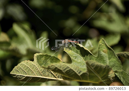 Small dragonfly on fig leaf. Out of focus 89726013