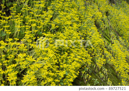 Onomannenkusa that blooms yellow flowers Onomannenkusa that blooms yellow flowers 89727521