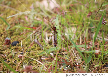 Rare insects that are rarely seen Rare insects that are rarely seen 89727743