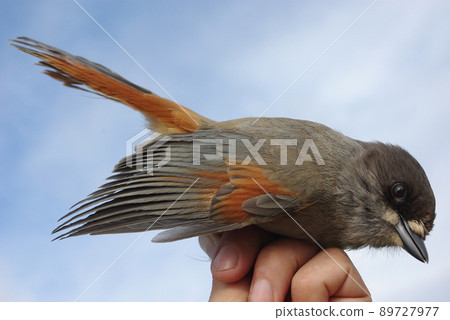 Siberian jay on a hand Siberian jay on a hand 89727977