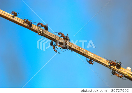 Ant track Ant track 89727992