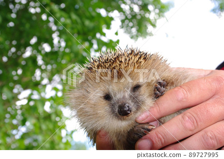 Erinaceus europaeus 89727995