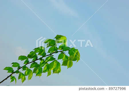 elm elm 89727996