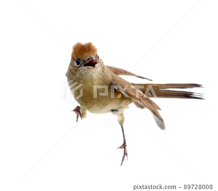 bird isolated on a white background (Black-cap) bird isolated on a white background (Black-cap) 89728008