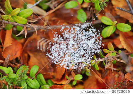 Snow on the web return of winter Snow on the web return of winter 89728036