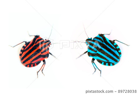 Brightly colored bug Italian. Macro Brightly colored bug Italian. Macro 89728038