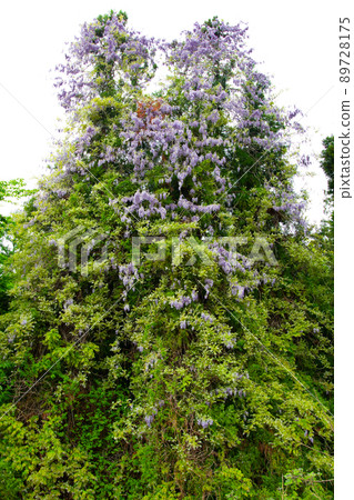 Yamahaji Yamahaji 89728175