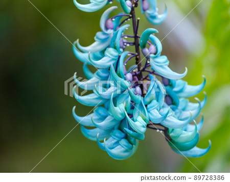 Honeysuckle Honeysuckle 89728386