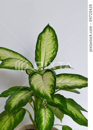 Ornamental plant Dumb canes Camilla 89728426