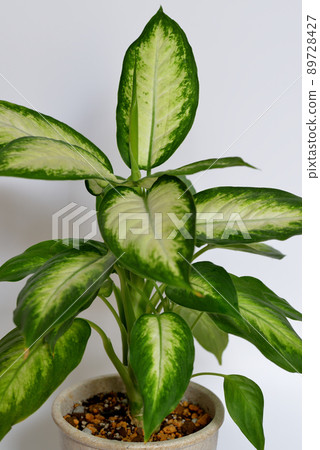 Ornamental plant Dumb canes Camilla 89728427