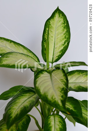 Ornamental plant Dumb canes Camilla 89728428