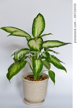 Ornamental plant Dumb canes Camilla 89728430