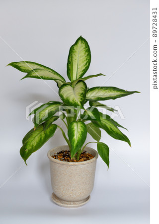 Ornamental plant Dumb canes Camilla 89728431