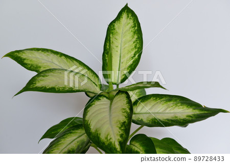 Ornamental plant Dumb canes Camilla 89728433