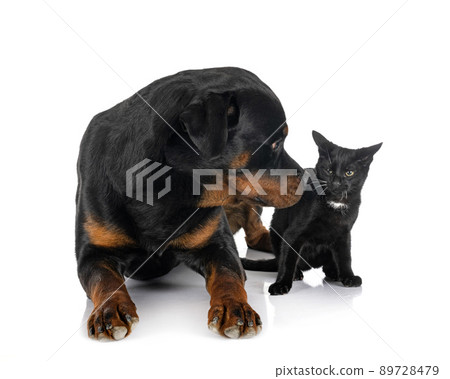 Rottweiler sales and cats